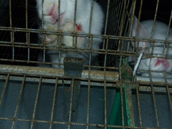 Rabbit farming at Baldivis Rabbits WA