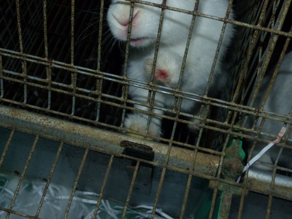 Rabbit farming at Baldivis Rabbits WA