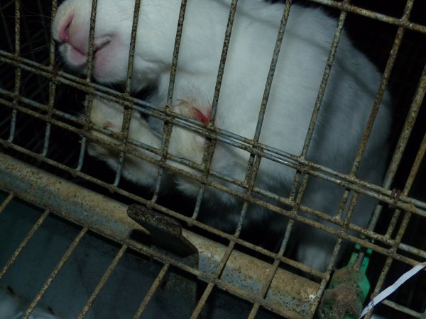 Rabbit farming at Baldivis Rabbits WA