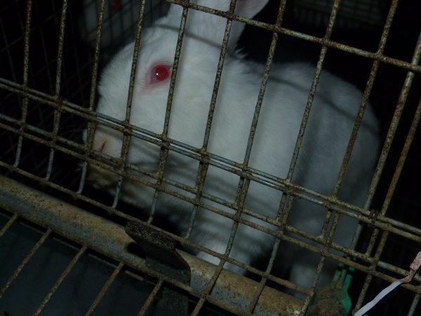 Rabbit farming at Baldivis Rabbits WA