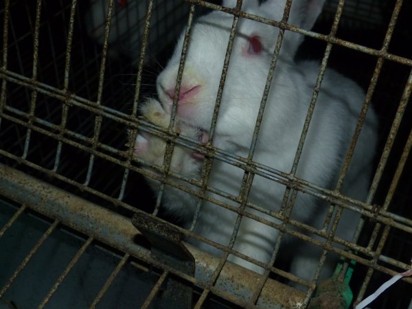 Rabbit farming at Baldivis Rabbits WA