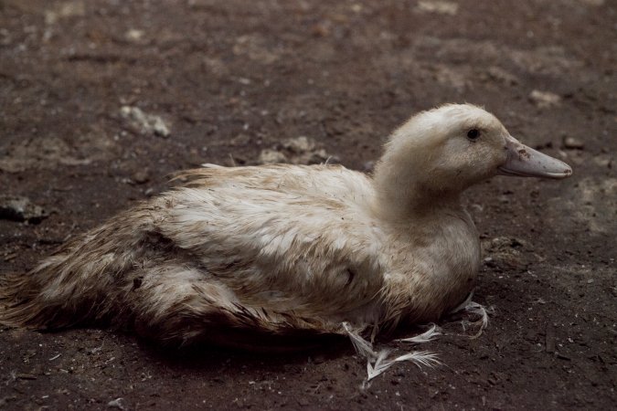 Australian duck farming