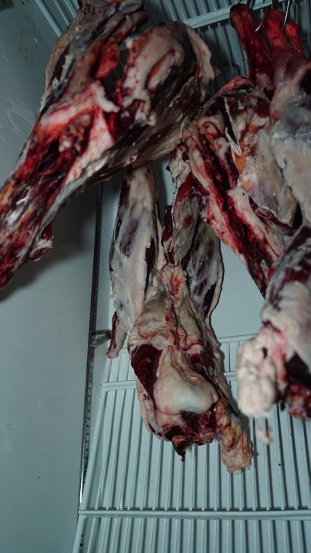 Hanging flesh of unknown animals in fridge of home slaughterhouse