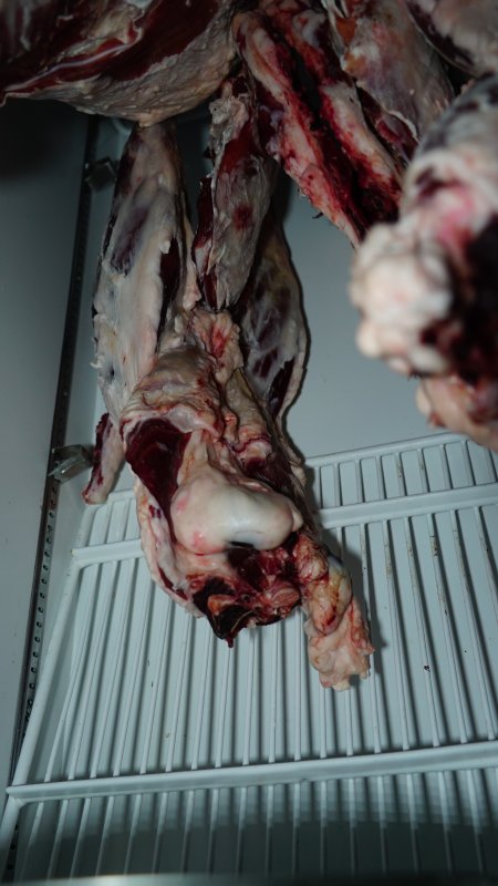 Hanging flesh of unknown animals in fridge of home slaughterhouse