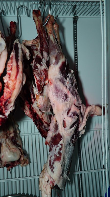 Hanging flesh of unknown animals in fridge of home slaughterhouse