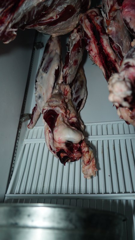 Hanging flesh of unknown animals in fridge of home slaughterhouse