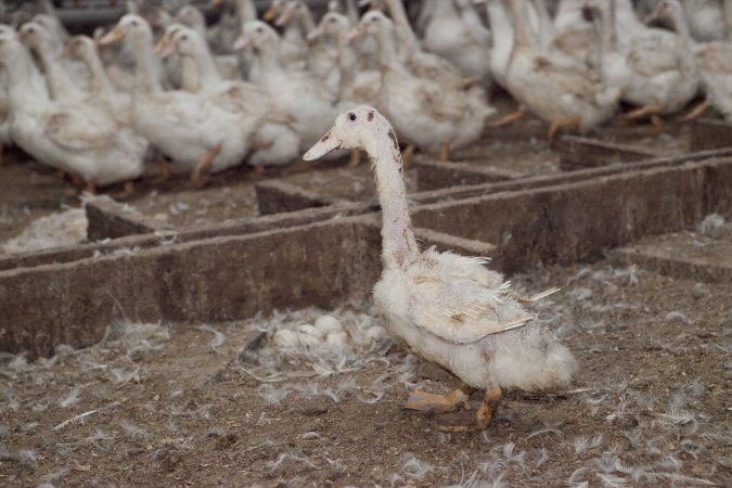 Australian duck farming