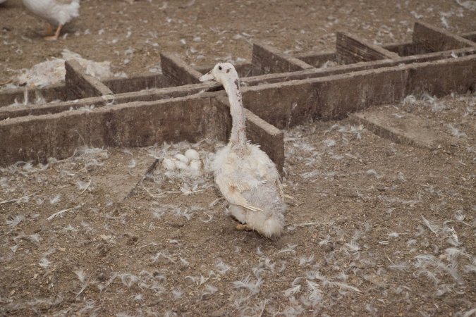 Australian duck farming