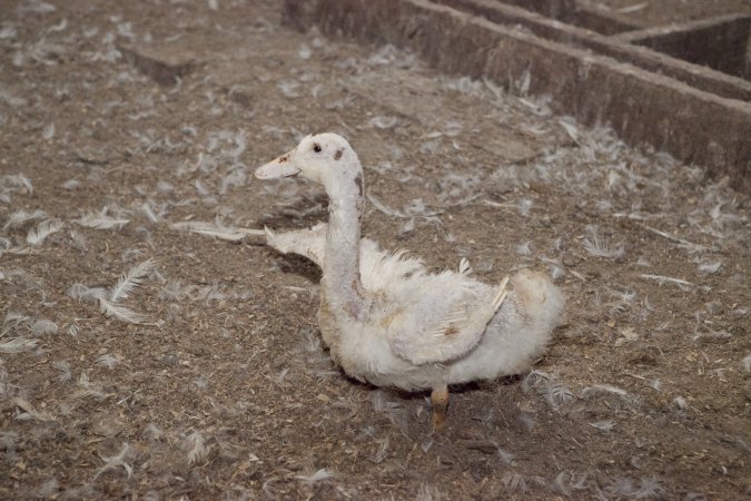 Australian duck farming