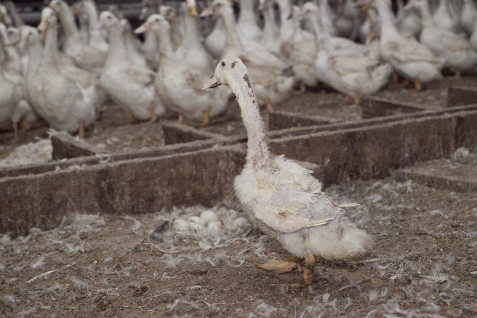 Australian duck farming