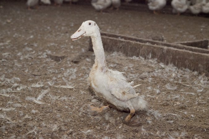 Australian duck farming