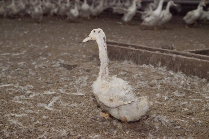 Australian duck farming