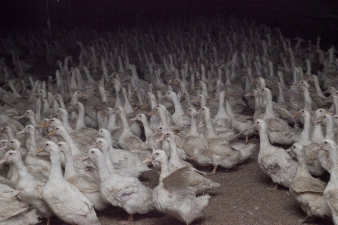 Australian duck farming