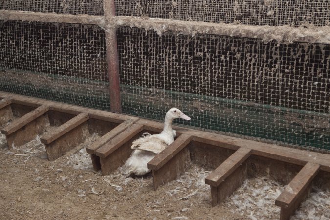 Australian duck farming