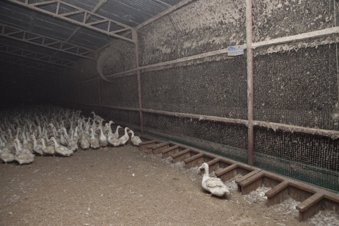 Australian duck farming