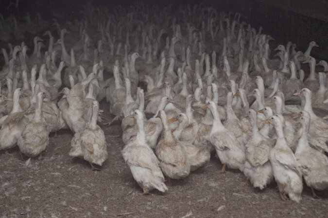 Australian duck farming