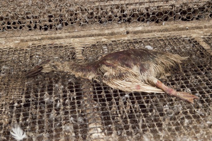 Australian duck farming