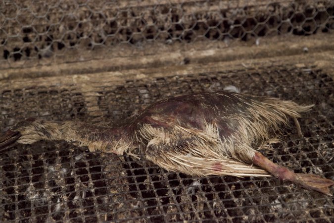 Australian duck farming