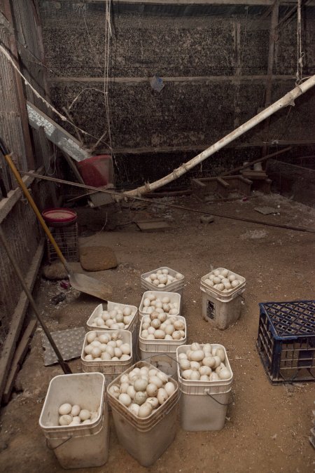 Australian duck farming