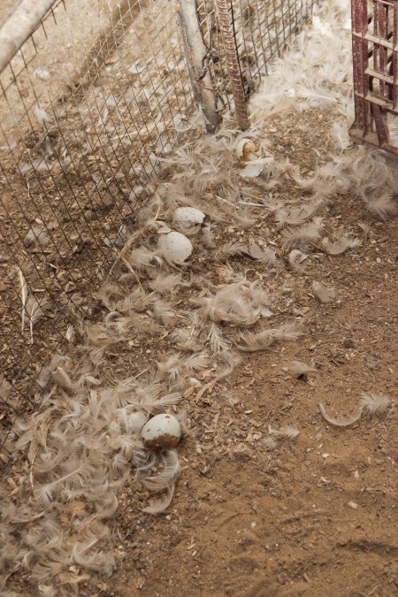 Australian duck farming