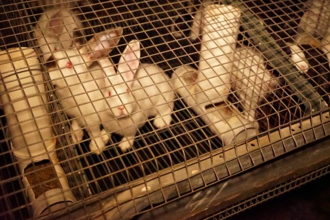 Rabbit farming at Glencroft Farm TAS