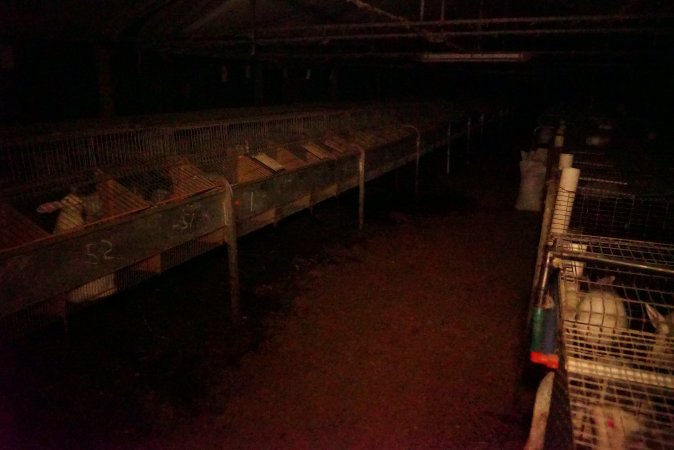Rabbit farming at Glencroft Farm TAS