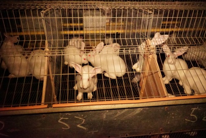 Rabbit farming at Glencroft Farm TAS