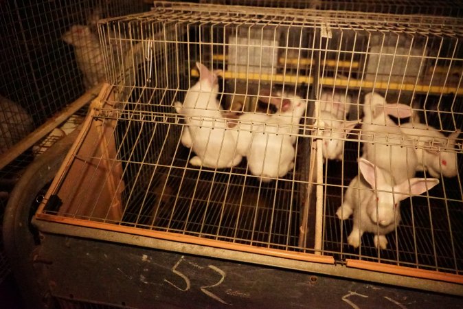 Rabbit farming at Glencroft Farm TAS
