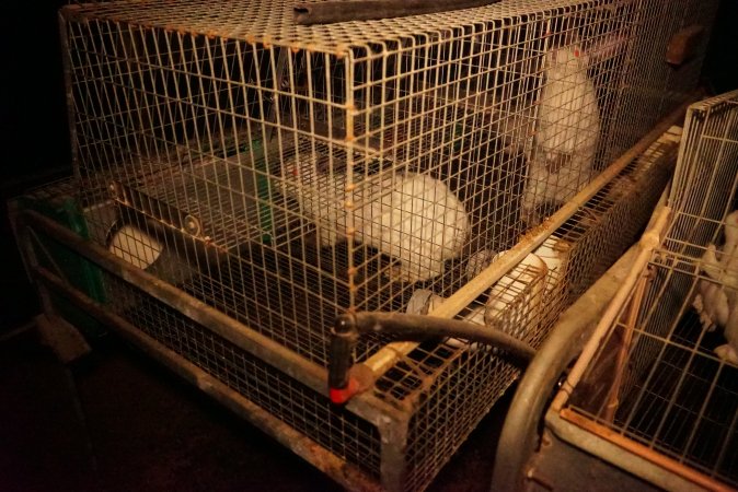Rabbit farming at Glencroft Farm TAS