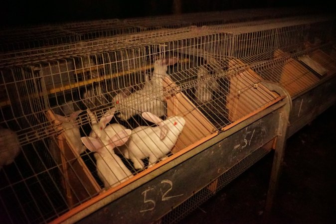 Rabbit farming at Glencroft Farm TAS