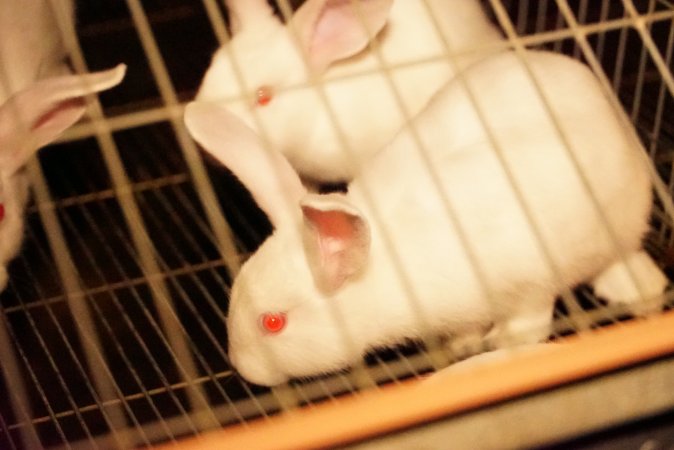 Rabbit farming at Glencroft Farm TAS