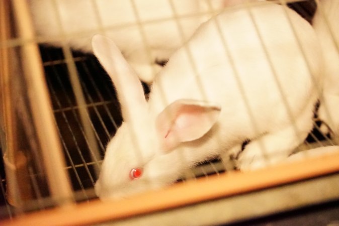 Rabbit farming at Glencroft Farm TAS