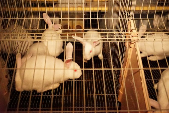 Rabbit farming at Glencroft Farm TAS