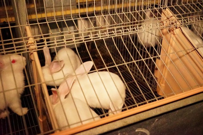 Rabbit farming at Glencroft Farm TAS