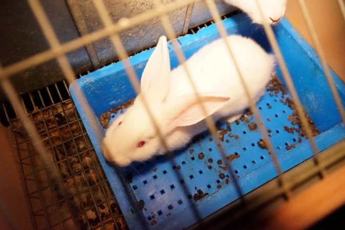 Rabbit farming at Glencroft Farm TAS