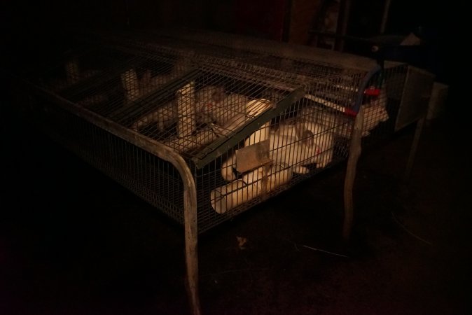 Rabbit farming at Glencroft Farm TAS