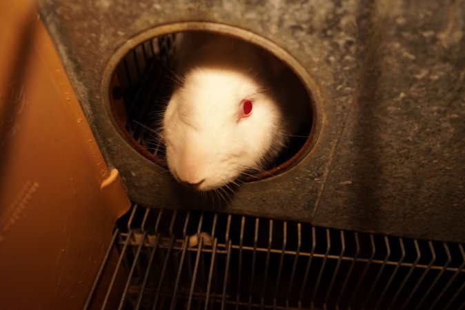 Rabbit farming at Glencroft Farm TAS