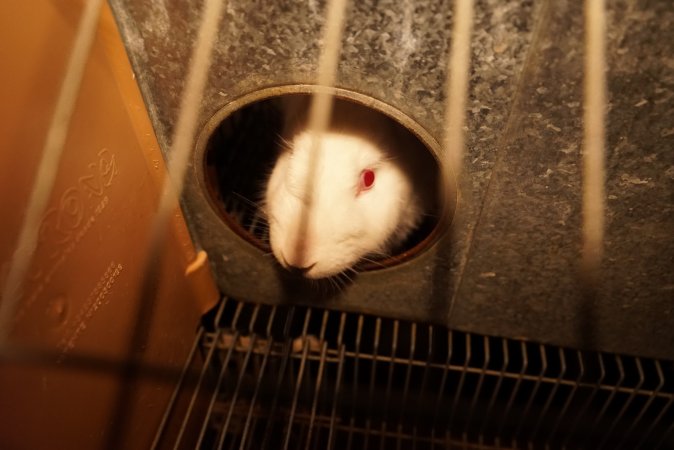 Rabbit farming at Glencroft Farm TAS
