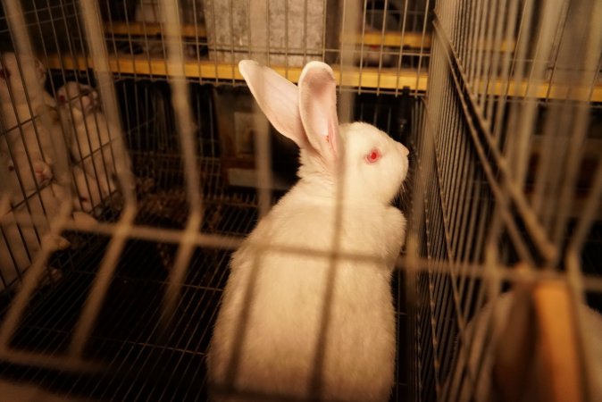 Rabbit farming at Glencroft Farm TAS