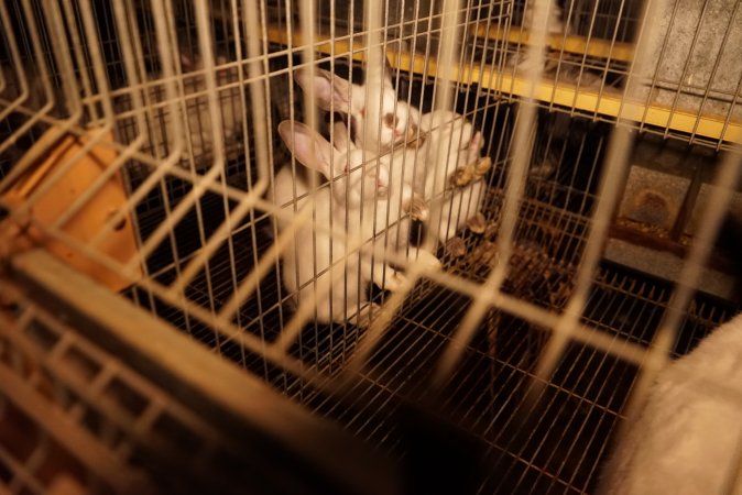 Rabbit farming at Glencroft Farm TAS