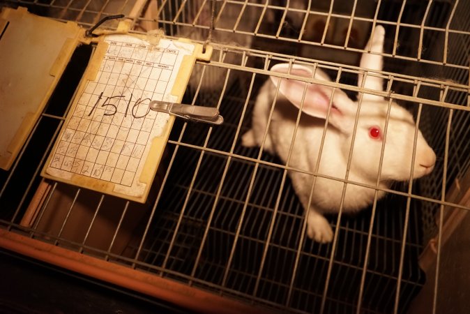 Rabbit farming at Glencroft Farm TAS