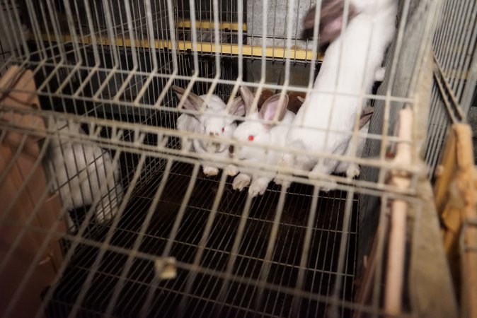 Rabbit farming at Glencroft Farm TAS
