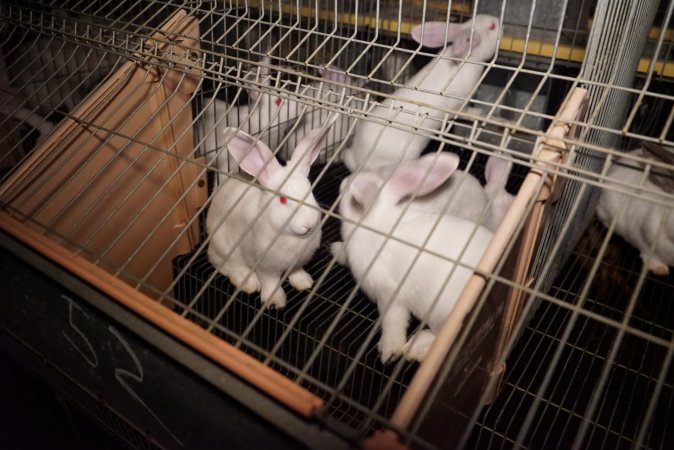 Rabbit farming at Glencroft Farm TAS