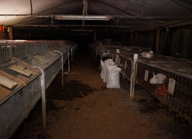 Rabbit farming at Glencroft Farm TAS