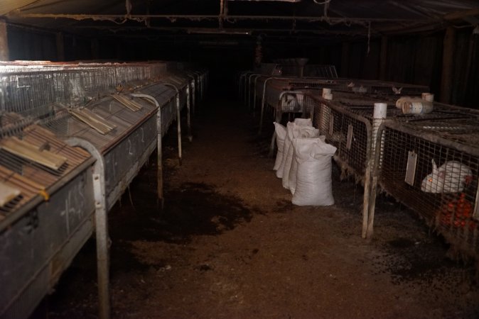 Rabbit farming at Glencroft Farm TAS