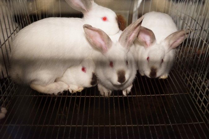 Rabbit farming at Glencroft Farm TAS