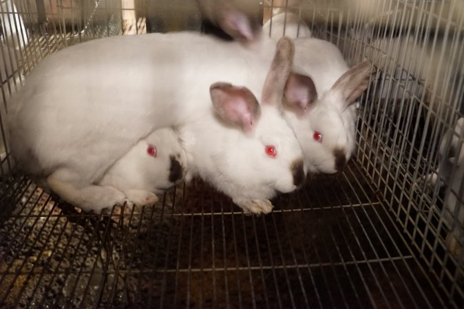 Rabbit farming at Glencroft Farm TAS