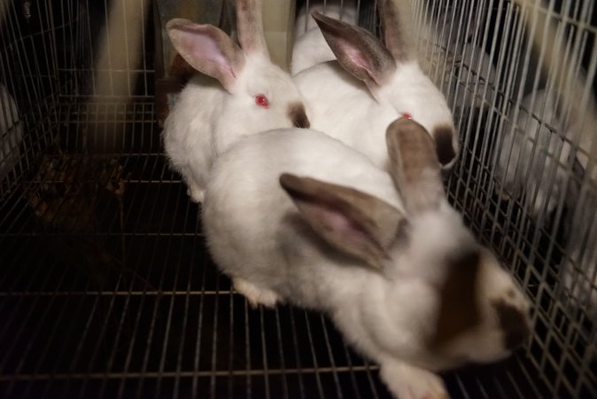 Rabbit farming at Glencroft Farm TAS