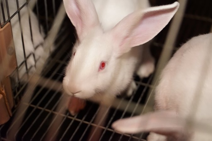 Rabbit farming at Glencroft Farm TAS