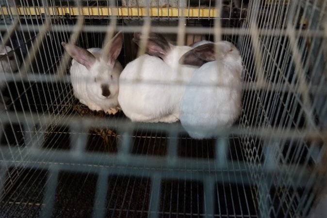 Rabbit farming at Glencroft Farm TAS